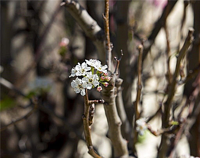 Pear grafting in spring, summer and autumn