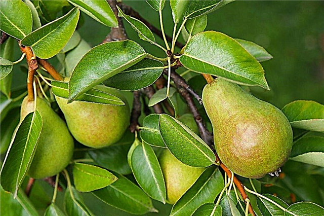 Description of Veles pear