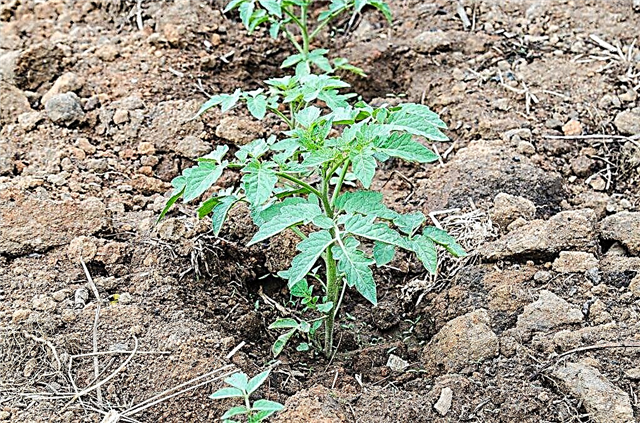 Top dressing of tomatoes after planting