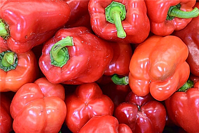 Characteristics of the Hercules pepper variety