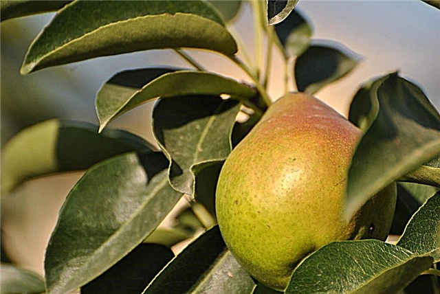 Characteristics of pear varieties in Memory of Yakovlev