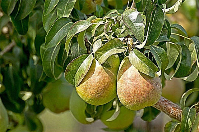 Characteristics of the children's pear variety