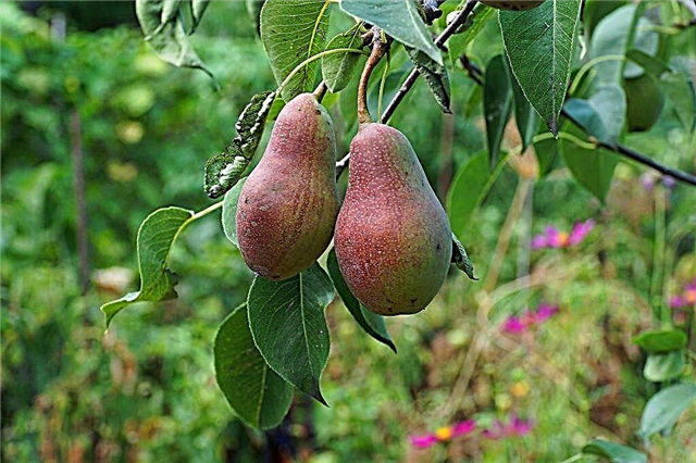 Description of pear Talgar beauty