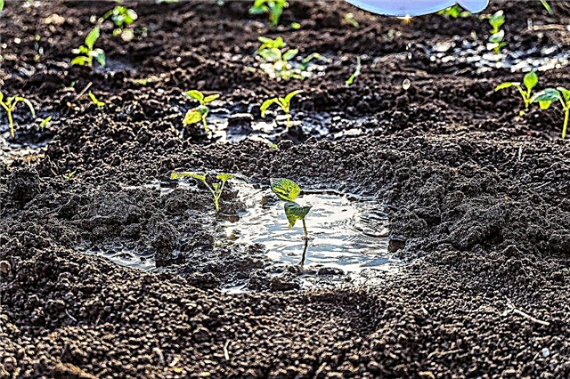 Cómo plantar pimientos en campo abierto