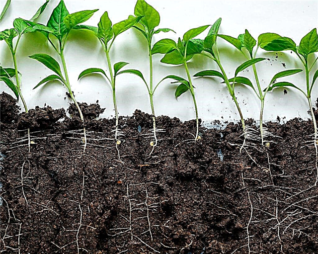 Regras para a preparação do solo para mudas de pimenta
