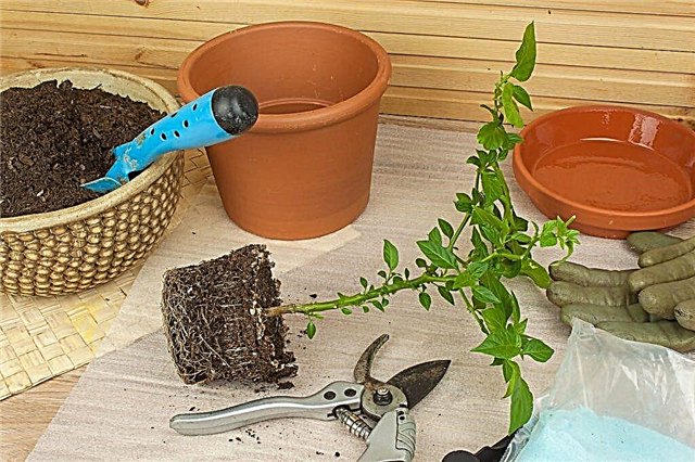 집에서 고추 모종을 재배하기위한 규칙