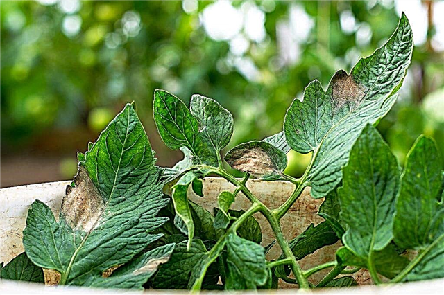 Causes of yellowing of tomato leaves