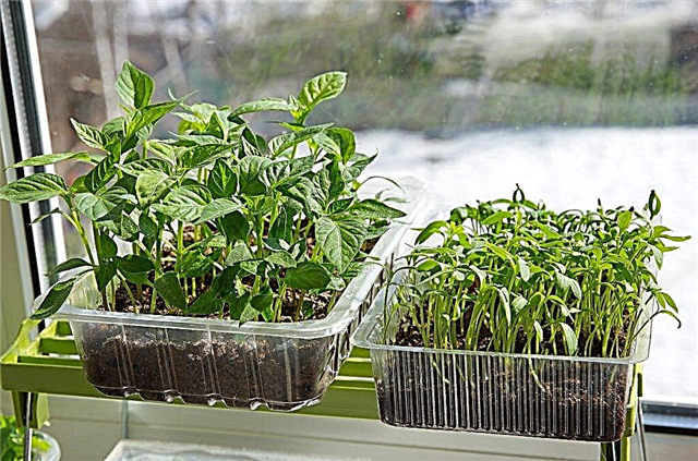 Pepper planting rules in Siberia