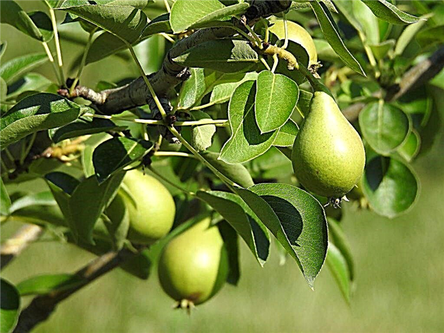 Pear varieties for cultivation in central Russia