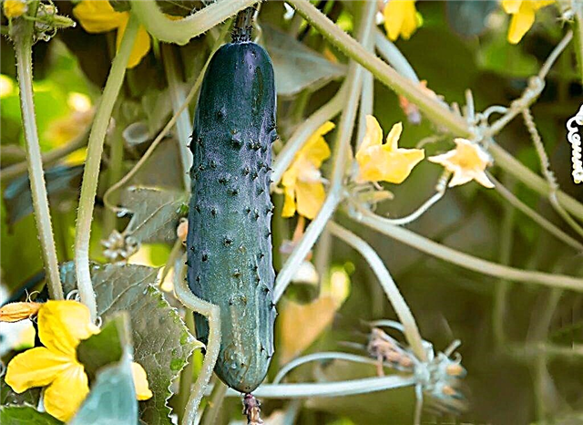 How to feed cucumbers during the flowering period