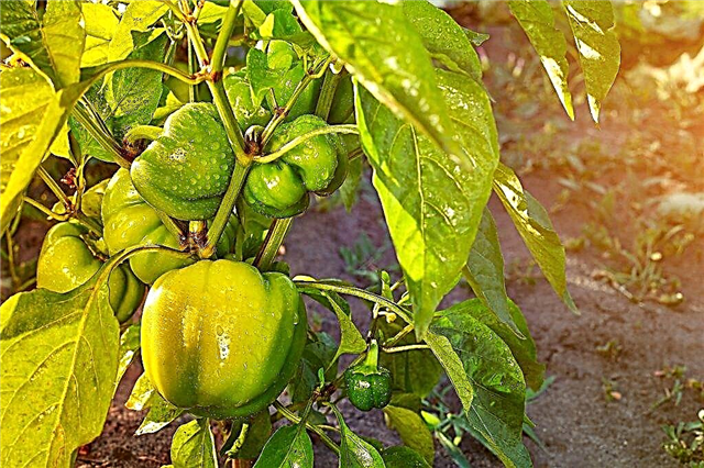 Hva vil bidra til å fremskynde modning av pepper