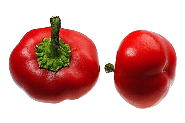 Characteristics of Ruby salad pepper