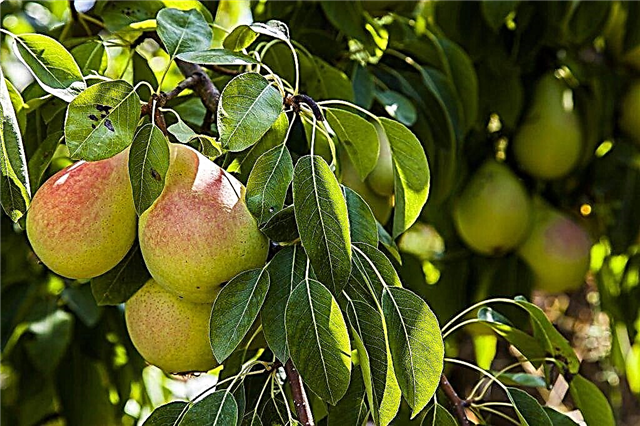 Characteristics of the Chizhovskaya pear variety