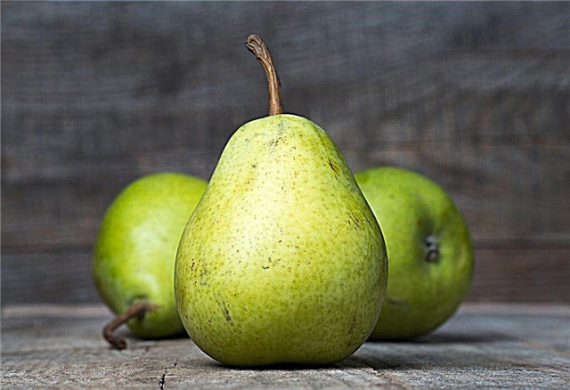 Characteristics of the pear variety Augustowskaya Rosa