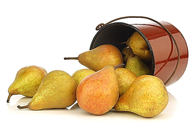 Characteristics of Duchess pear