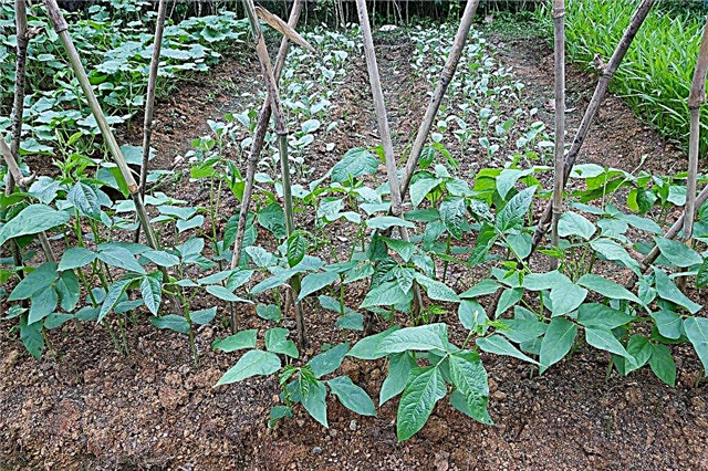 What top dressing to choose for salad pepper seedlings