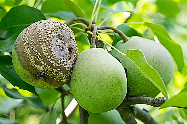 Causes of rotting pears on a tree