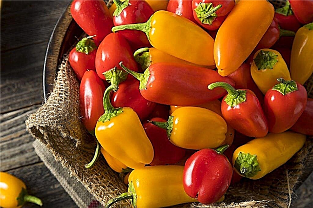 Characteristics of Aden peppers