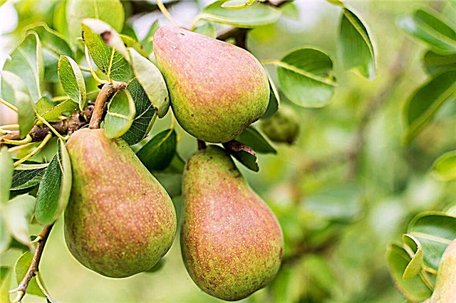 Characteristics of the pear variety Russian Beauty