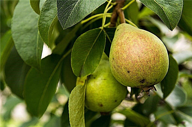 Characteristics of the pear variety Belorusskaya Late