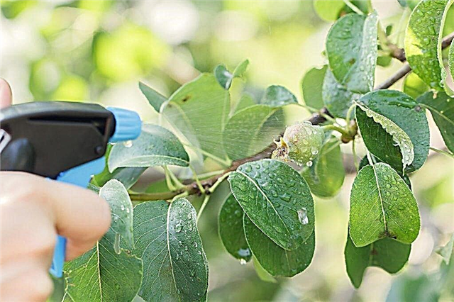 Wie man Birnen gegen Krankheiten und Schädlinge behandelt