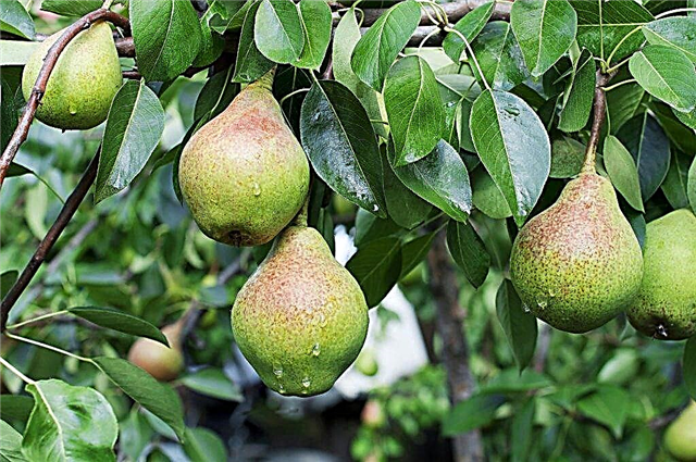 Description of pear Guidon