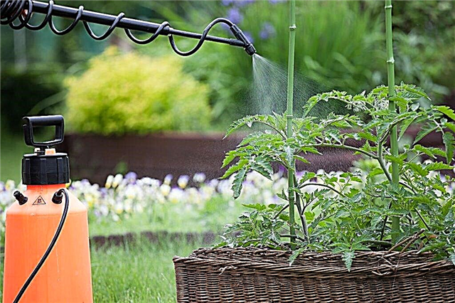 How to carry out foliar feeding of tomatoes