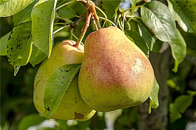 Characteristics of the pear variety Osennyaya Yakovleva