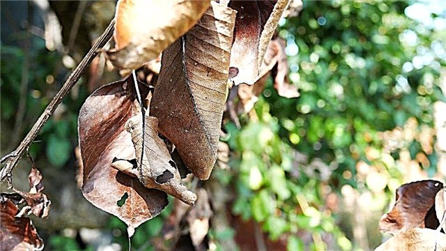 Pourquoi les feuilles de poirier deviennent-elles brunes