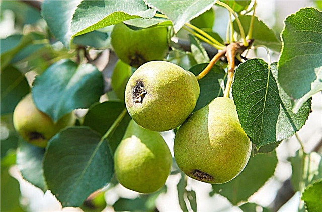 The best self-fertile pear varieties for the Moscow region