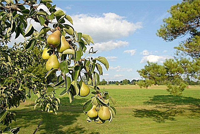 Rules for feeding pears in autumn