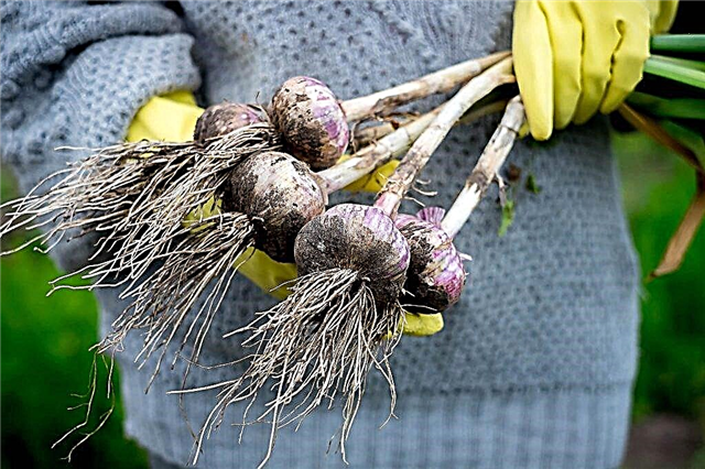 The correct timing for harvesting garlic in 2018