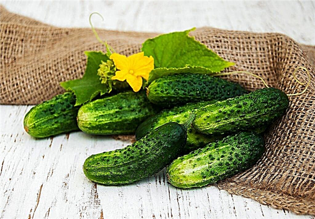 Characteristics of cucumbers varieties Merry gnomes