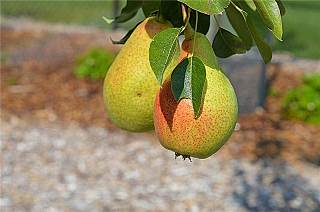Characteristics of early varieties of pears