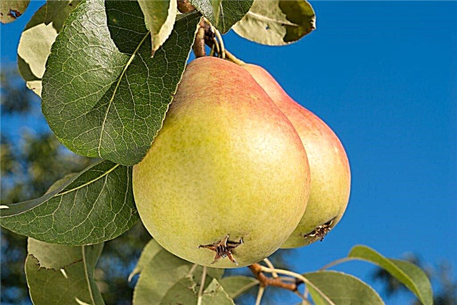 Karakteristika ved selvfrugtbare sorter af pærer