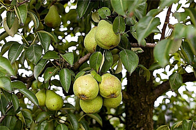 Characteristics of the pear variety Dessertnaya Rossoshanskaya