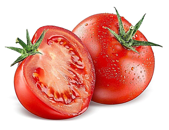 Conteúdo calórico de tomates frescos e transformados