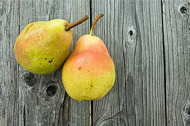 Description of pears Bryansk beauty