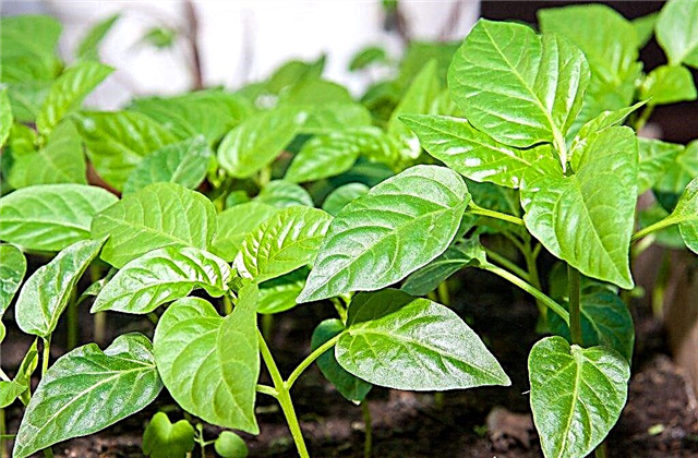 Rules for planting pepper for seedlings in the Moscow region