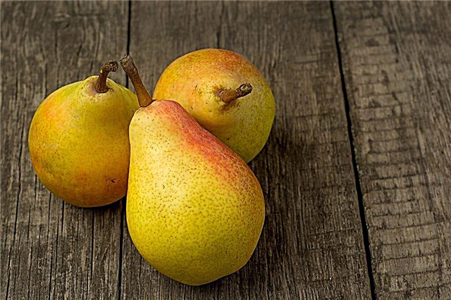 Description of pear Vidnaya