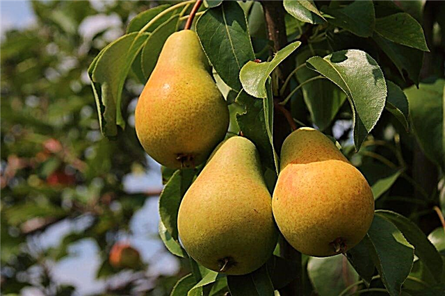 Description pear Moskvichka