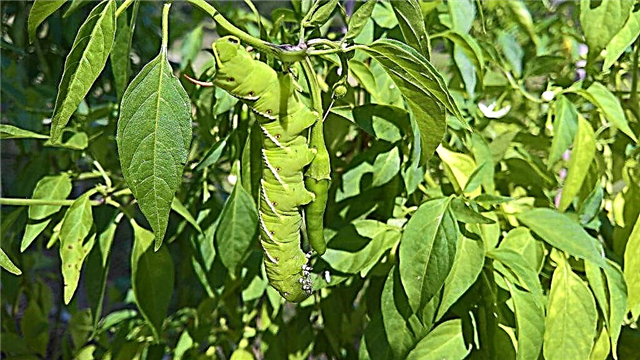 How to deal with pepper pests