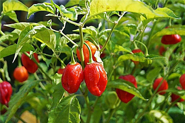 The best varieties of pepper for open ground