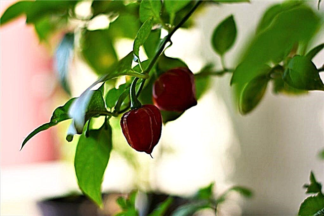 Growing pepper on the balcony