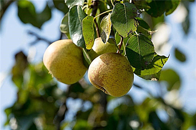 Description of Krasulia pear