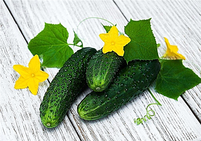 Characteristics of cucumber varieties with the letter Ш
