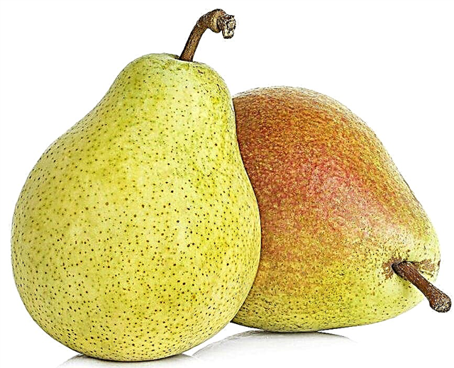 Description of pear Lira