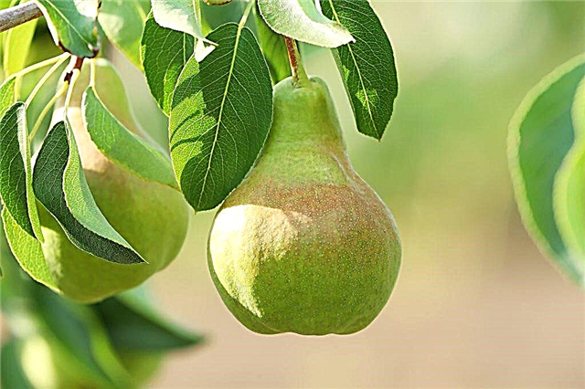Características de las variedades de peras grandes.