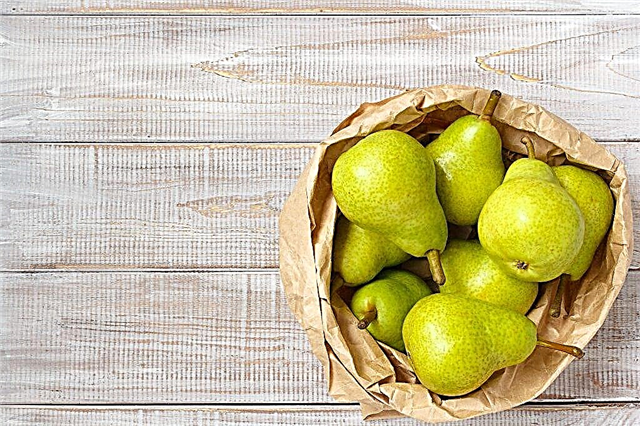 Characteristics of the pear variety Orlovskaya Letnyaya