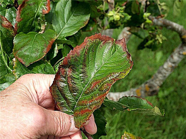 Pear leaves turn red: causes, treatment